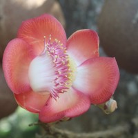 Couroupita guianensis Aubl.